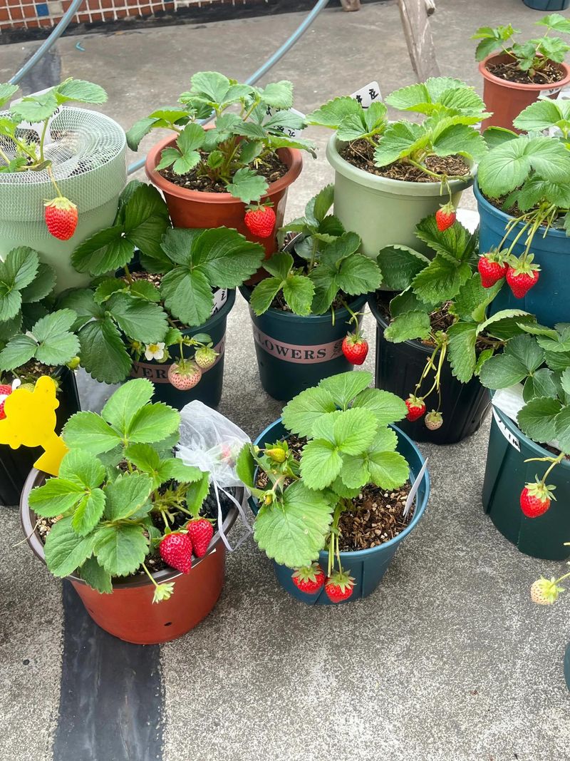 阳台盆栽蔬菜种植技术