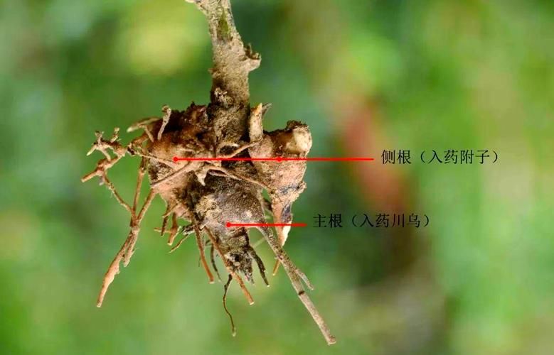 白附子种植技术