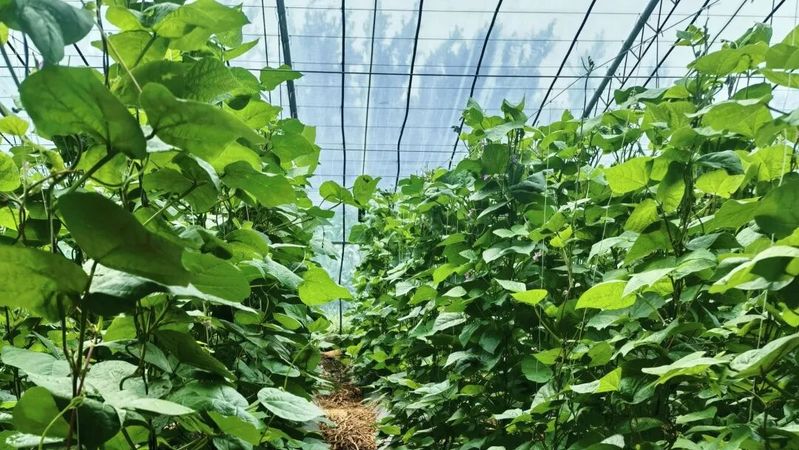 The shed grows the latest fruit tree species
