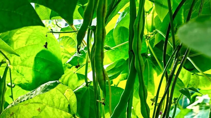 The shed grows the latest fruit tree species