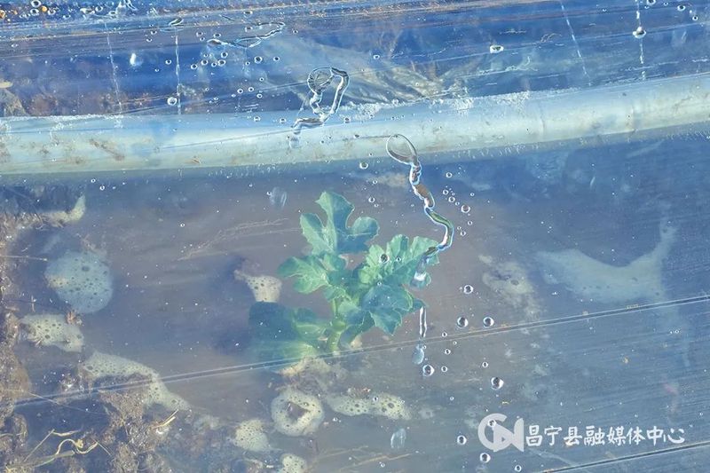 大棚西瓜种植技术