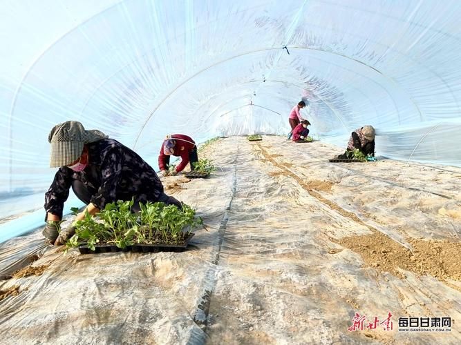 Watermelon planting techniques
