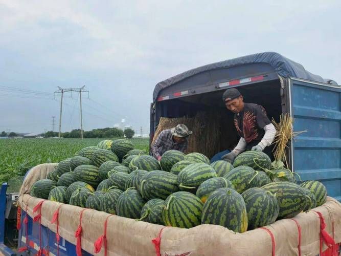 Watermelon planting techniques