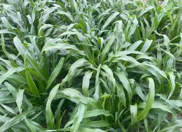 墨西哥玉米草种植方法