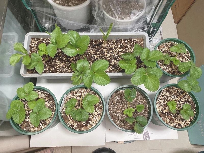 The four seasons of strawberry plantation