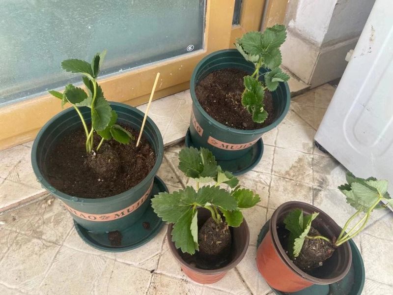 The four seasons of strawberry plantation