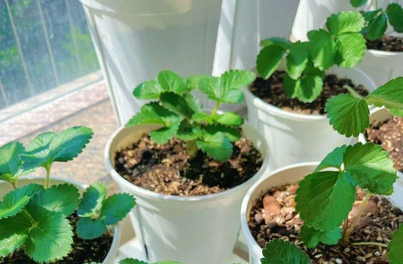 The four seasons of strawberry plantation