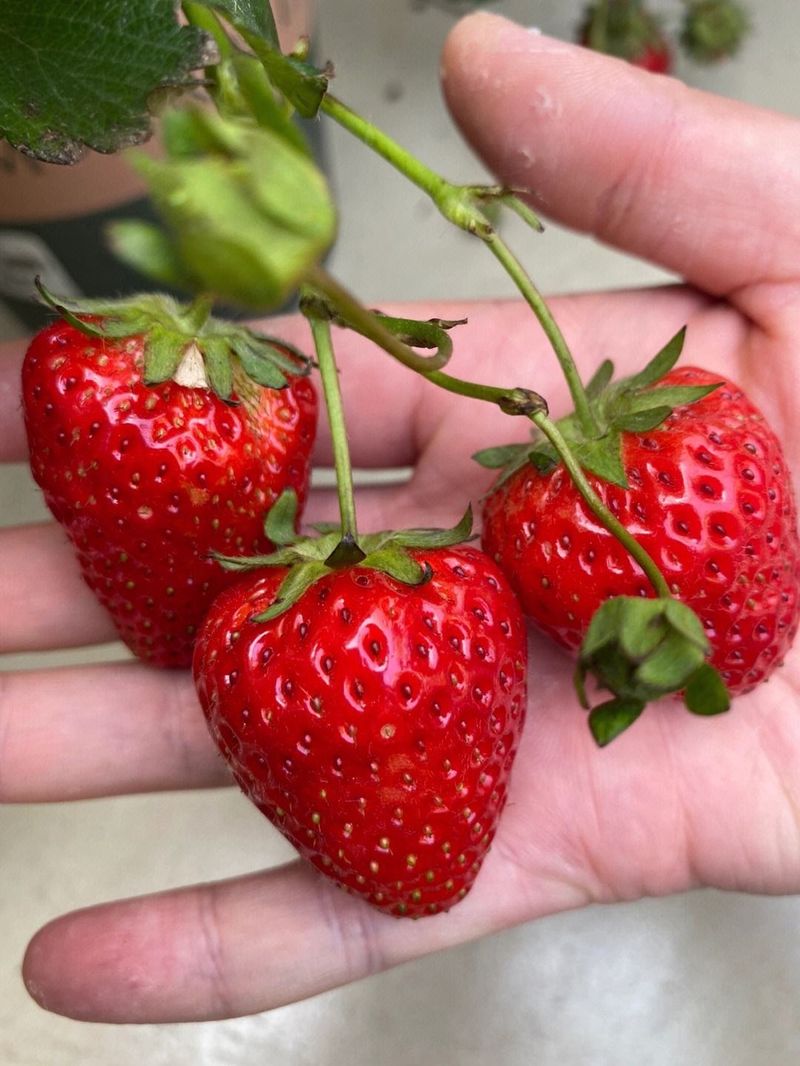 The four seasons of strawberry plantation