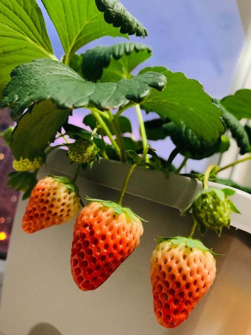 The four seasons of strawberry plantation