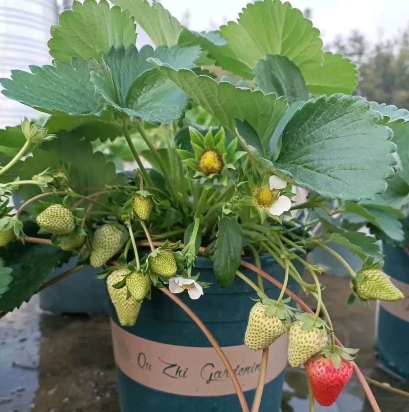 The four seasons of strawberry plantation