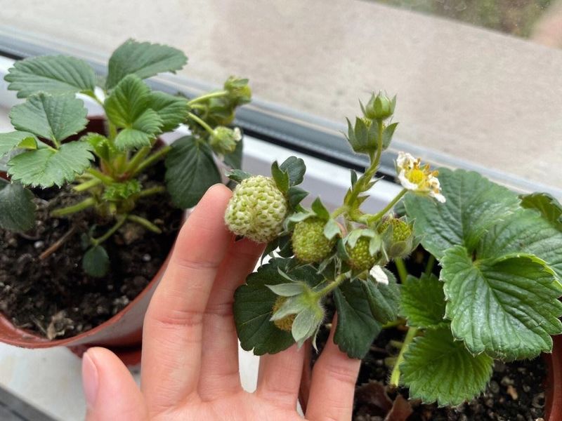 The four seasons of strawberry plantation