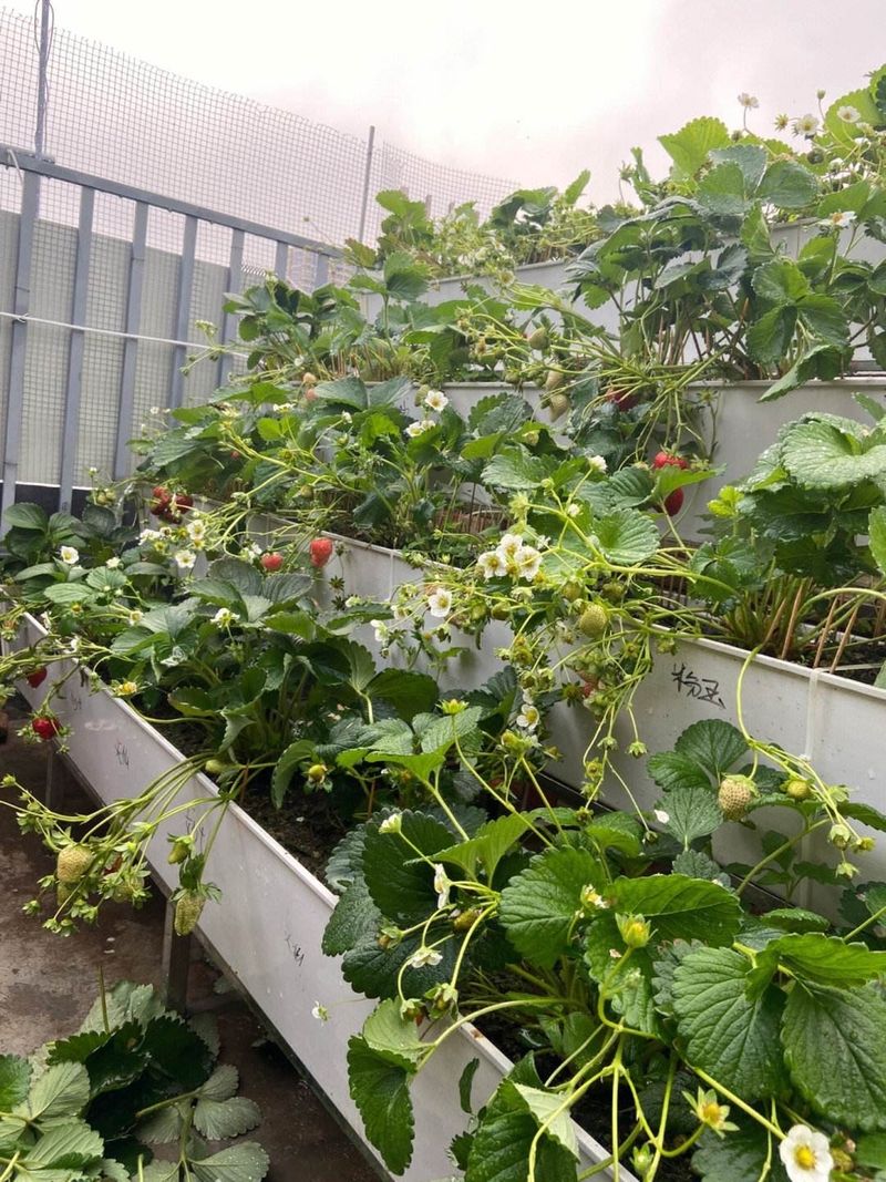 The four seasons of strawberry plantation