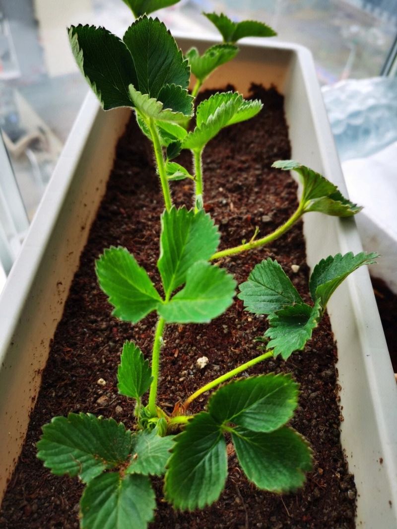 The four seasons of strawberry plantation