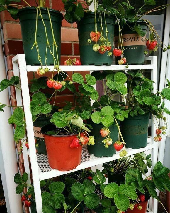 The four seasons of strawberry plantation