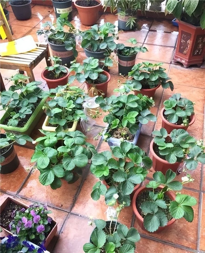 The four seasons of strawberry plantation