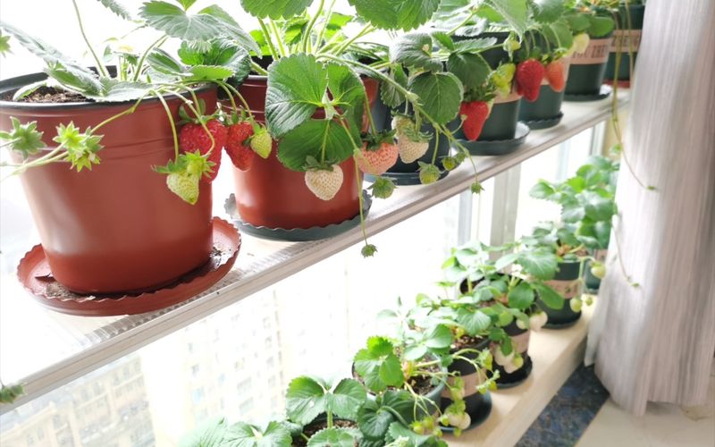 The four seasons of strawberry plantation