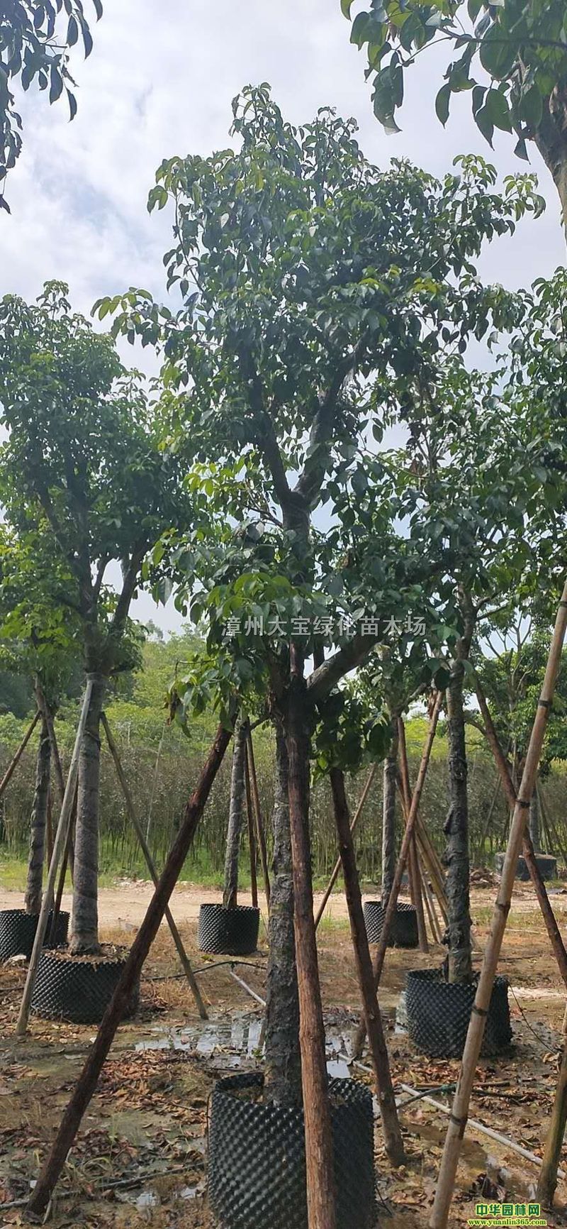 秋枫树苗多少钱