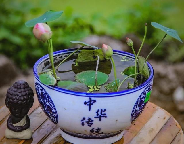 全程图解碗莲的种植方法