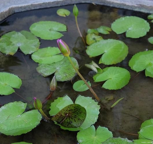 全程图解碗莲的种植方法