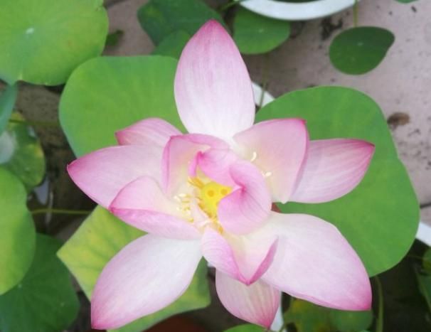 全程图解碗莲的种植方法