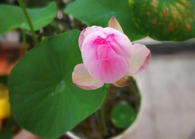全程图解碗莲的种植方法