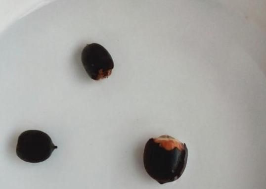 全程图解碗莲的种植方法