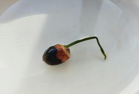 全程图解碗莲的种植方法