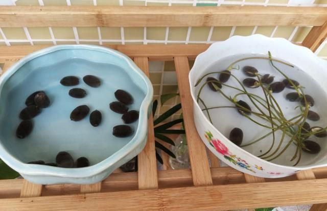 全程图解碗莲的种植方法