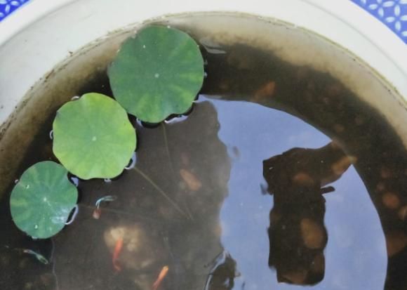 全程图解碗莲的种植方法