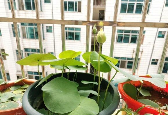全程图解碗莲的种植方法
