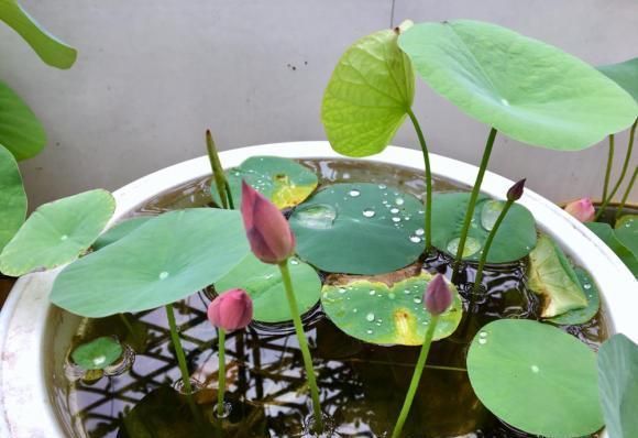 全程图解碗莲的种植方法