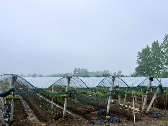 夏黑葡萄种植技术
