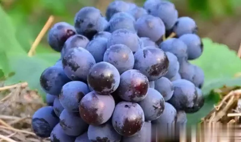 The technique of black grape cultivation in the summer