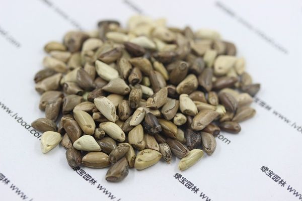 墨西哥玉米草的亩产量是多少