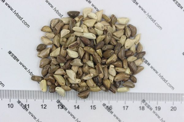 墨西哥玉米草种植方法