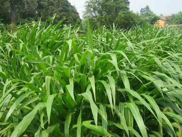 墨西哥玉米草种植方法