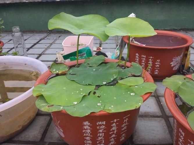 全程图解碗莲的种植方法