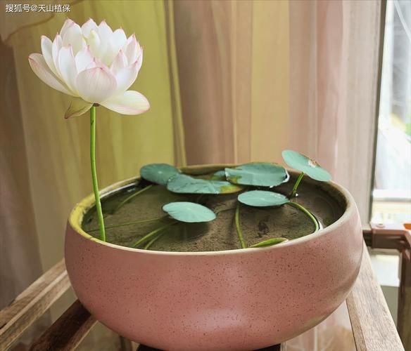 全程图解碗莲的种植方法