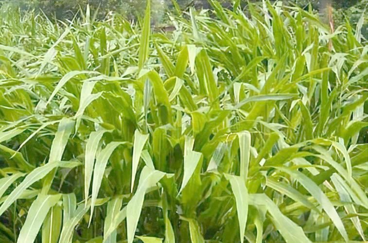 墨西哥玉米草种植方法