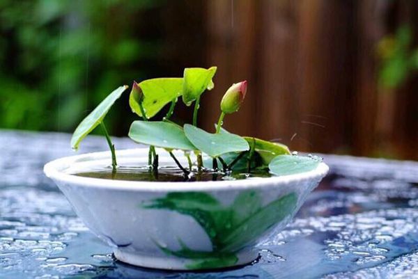 全程图解碗莲的种植方法