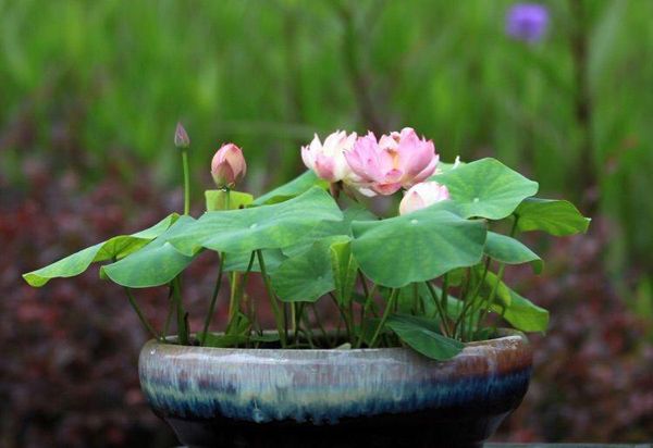 全程图解碗莲的种植方法