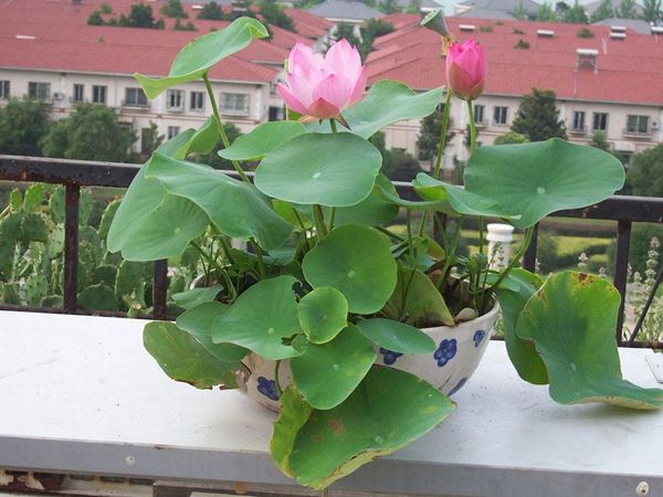 全程图解碗莲的种植方法