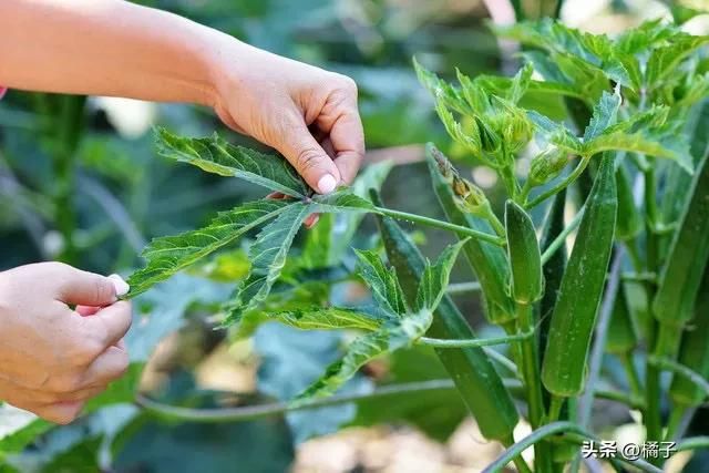 绿秋葵的种植方法