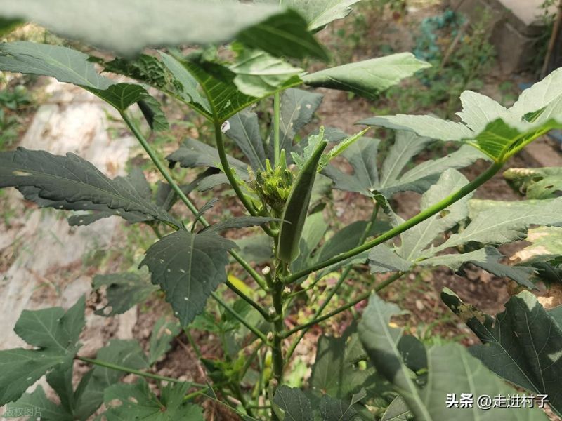 绿秋葵的种植方法