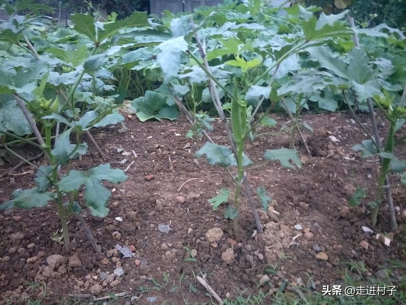 绿秋葵的种植方法