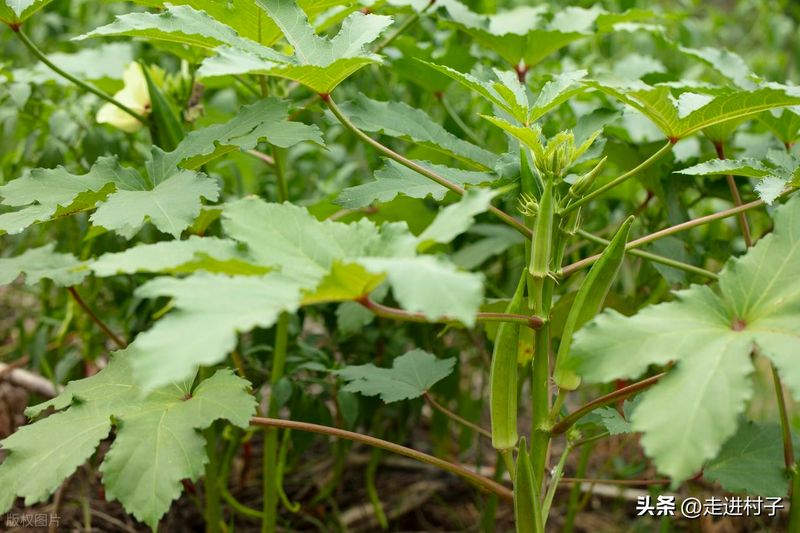 绿秋葵的种植方法