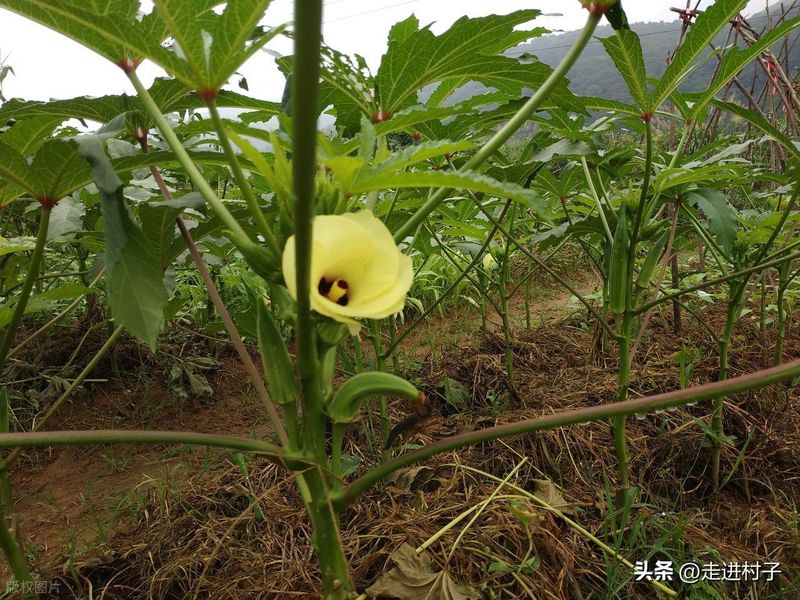 绿秋葵的种植方法