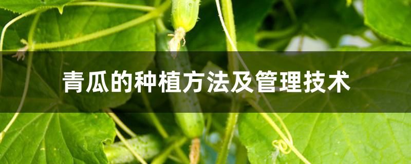黄瓜种植方法如下