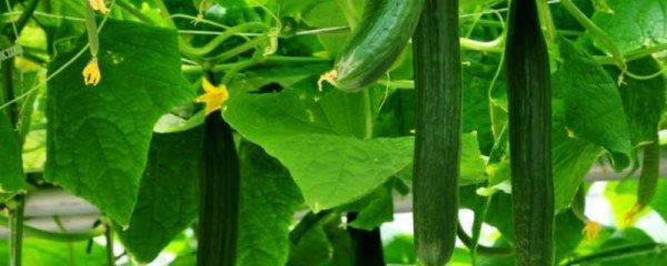 黄瓜种植方法如下