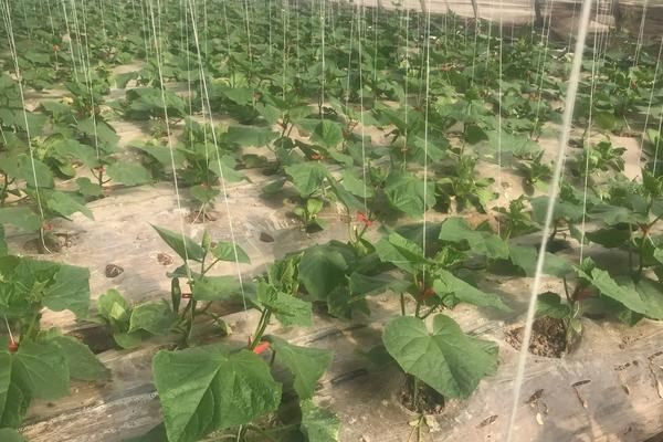 黄瓜种植方法如下